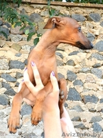 Левретка (Малая итальянская борзая) - Изображение #4, Объявление #952166