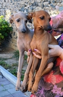 Левретка (Малая итальянская борзая) - Изображение #2, Объявление #952166