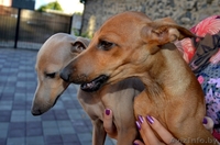 Левретка (Малая итальянская борзая) - Изображение #3, Объявление #952166