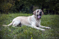 Щенки лабрадора. Черные и палевые. Родители Чемпионы! - Изображение #1, Объявление #987507