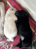 Щенки лабрадора. Черные и палевые. Родители Чемпионы! - Изображение #3, Объявление #987507