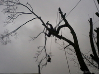 Спилить аварийное, старое, сухое, большого диаметра дерево угрожающее зданию. - Изображение #1, Объявление #993446