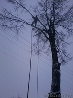 Спилить аварийное, старое, сухое, большого диаметра дерево угрожающее зданию. - Изображение #5, Объявление #993446