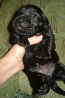 Лабрадор-ретривер щенки - Изображение #3, Объявление #1018891