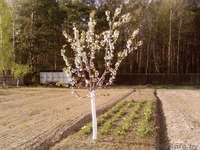 Продам участок в Тычинах с постройками  - Изображение #2, Объявление #1032390