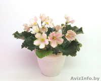 Фиалки сортовые детки - Изображение #8, Объявление #1097295