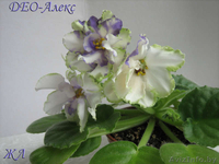 Фиалки сортовые детки - Изображение #5, Объявление #1097295