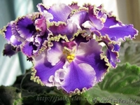 Фиалки сортовые детки - Изображение #3, Объявление #1097295