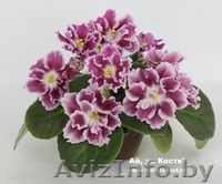 Фиалки сортовые детки - Изображение #7, Объявление #1097295