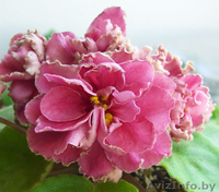 Фиалки сортовые детки - Изображение #1, Объявление #1097295