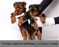 Йоркширский терьер, мальчики красавчики - Изображение #1, Объявление #1119406