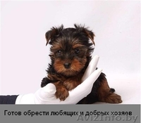 Йоркширский терьер, мальчики красавчики - Изображение #2, Объявление #1119406