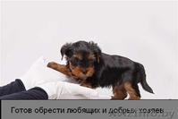 Йоркширский терьер, мальчики красавчики - Изображение #3, Объявление #1119406