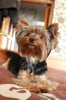 Йоркширский терьер, мальчики красавчики - Изображение #4, Объявление #1119406