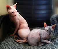 Малыши-Голыши ДОНСКИЕ СФИНКСЫ - Изображение #2, Объявление #1259428