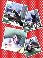 Малыши-Голыши ДОНСКИЕ СФИНКСЫ - Изображение #1, Объявление #1259428