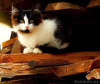 Котята ищут постоянный дом и любящих хозяев - Изображение #3, Объявление #1290122