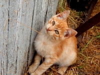 Котята ищут постоянный дом и любящих хозяев - Изображение #1, Объявление #1290122