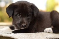 Щеночек -  пушистый комочек) - Изображение #2, Объявление #1322862