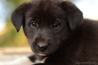 Щеночек -  пушистый комочек) - Изображение #3, Объявление #1322862