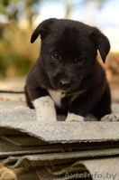 Щеночек -  пушистый комочек) - Изображение #4, Объявление #1322862