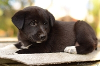 Щеночек -  пушистый комочек) - Изображение #6, Объявление #1322862