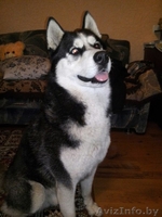 Продам Сибирский Хаски - Изображение #3, Объявление #1320801