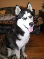 Продам Сибирский Хаски - Изображение #1, Объявление #1320801