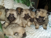 ЩЕНКИ немецкого Вольфшпица(Кеесхонд)  - Изображение #2, Объявление #1340191