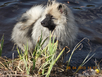 ЩЕНКИ немецкого Вольфшпица(Кеесхонд)  - Изображение #4, Объявление #1340191