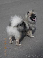 ЩЕНКИ немецкого Вольфшпица(Кеесхонд)  - Изображение #1, Объявление #1340191