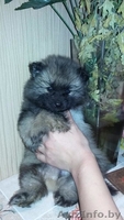 ЩЕНКИ немецкого Вольфшпица(Кеесхонд)  - Изображение #3, Объявление #1340191