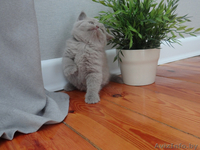 Лиловая британская девочка с родословной! - Изображение #4, Объявление #1421990