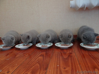 Лиловая британская девочка с родословной! - Изображение #5, Объявление #1421990