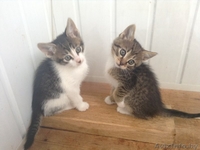 МИЛЫЕ КОТЯТА ИЩУТ СЕБЕ ДОБРОГО, ОТЗЫВЧИВОГО ХОЗЯИНА  - Изображение #1, Объявление #1442717