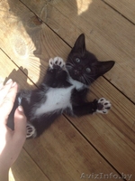 МИЛЫЕ КОТЯТА ИЩУТ СЕБЕ ДОБРОГО ОТЗЫВЧИВОГО ХОЗЯИНА  - Изображение #1, Объявление #1442721