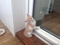 МИЛЫЕ КОТЯТА ИЩУТ СЕБЕ ДОБРОГО ОТЗЫВЧИВОГО ХОЗЯИНА  - Изображение #3, Объявление #1442721