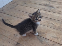 МИЛЫЕ КОТЯТА ИЩУТ СЕБЕ ДОБРОГО ОТЗЫВЧИВОГО ХОЗЯИНА  - Изображение #4, Объявление #1442721