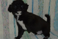 Супе-щенок чихуахуа - Изображение #1, Объявление #1443355