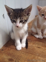 МИЛЫЕ КОТЯТА ИЩУТ СЕБЕ ДОБРОГО, ОТЗЫВЧИВОГО ХОЗЯИНА  - Изображение #6, Объявление #1442717