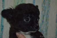 Супе-щенок чихуахуа - Изображение #3, Объявление #1443355