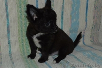 Супе-щенок чихуахуа - Изображение #2, Объявление #1443355