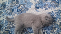 котята ,британские - Изображение #3, Объявление #1437583