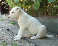 Продам щенков среднеазиатской овчарки (алабай) - Изображение #3, Объявление #612786