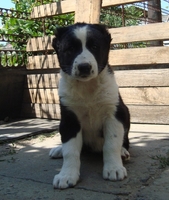 Продам щенков среднеазиатской овчарки (алабай) - Изображение #1, Объявление #612786