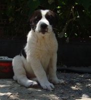 Продам щенков среднеазиатской овчарки (алабай) - Изображение #2, Объявление #612786