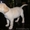 Продам щенка лабрадора-ретривера - Изображение #4, Объявление #250046