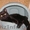 Котик Шахтер ищет хозяев!!! - Изображение #3, Объявление #523283