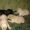 Лабрадор-ретривер щенки - Изображение #1, Объявление #1018891