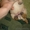 Лабрадор-ретривер щенки - Изображение #2, Объявление #1018891